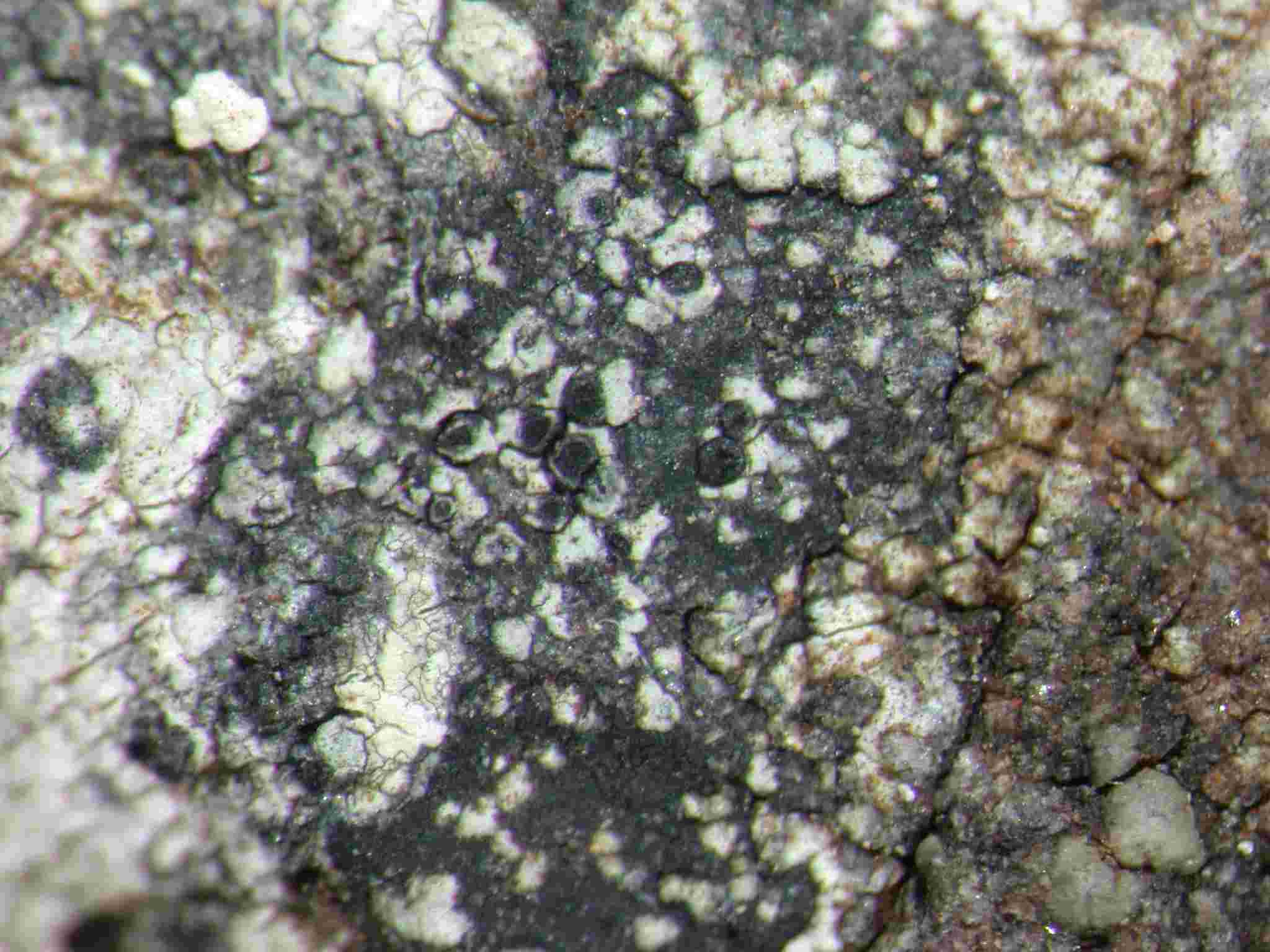 [Buellia stellulata]